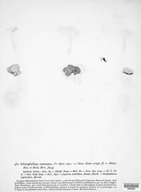 Schizophyllum commune image